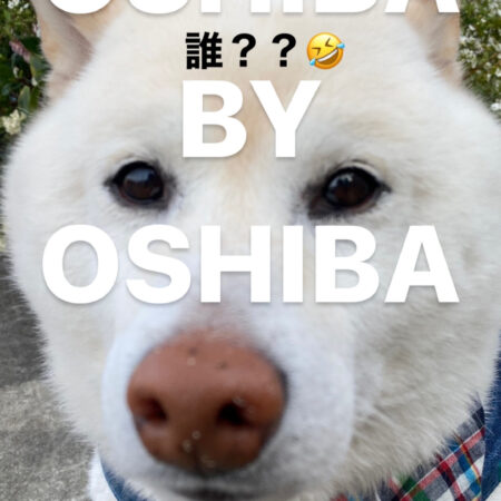 "OSHIBA"